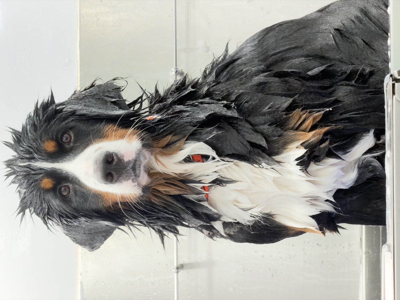 Bernese Mountain Dog during a deep bath in the El Pet Wash mobile tub