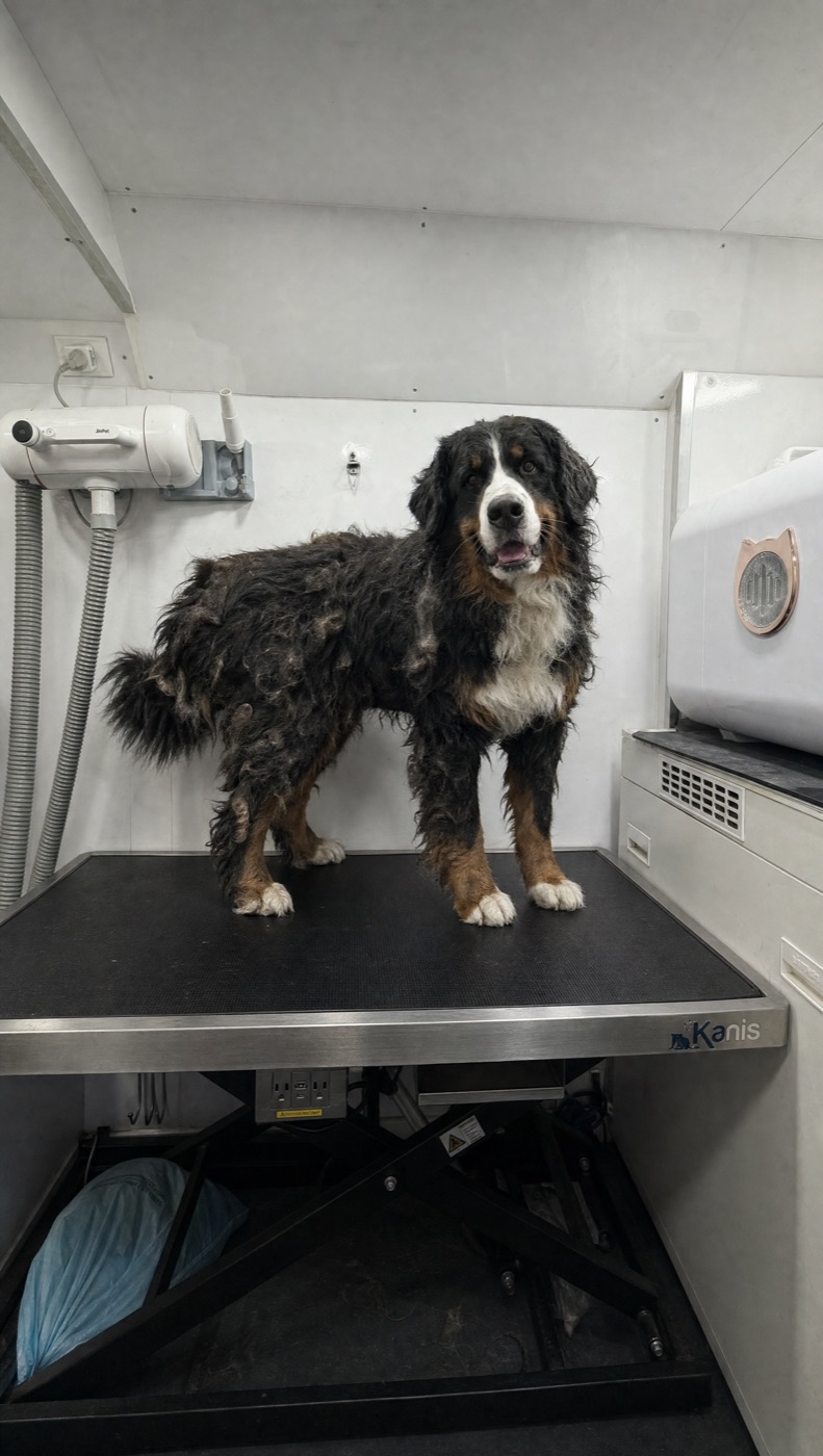 Bernese Mountain Dog with a matted coat before grooming, on the table inside the El Pet Wash van