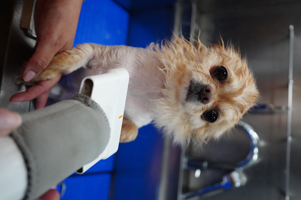 Long-haired Chihuahua being gently dried after a bath