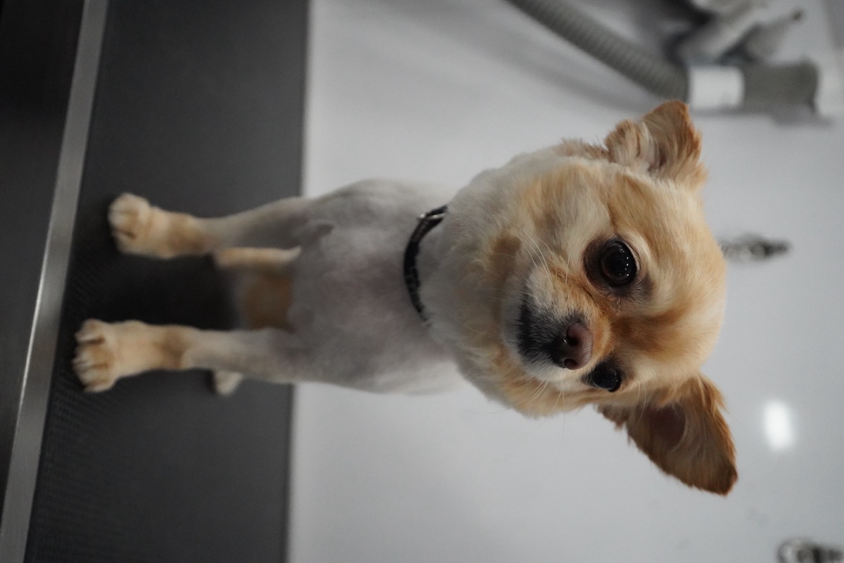Long-haired Chihuahua freshly groomed on the grooming table