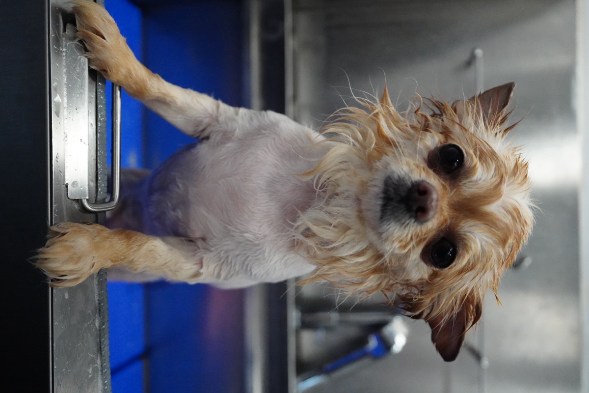 Long-haired Chihuahua standing in the tub after a bath