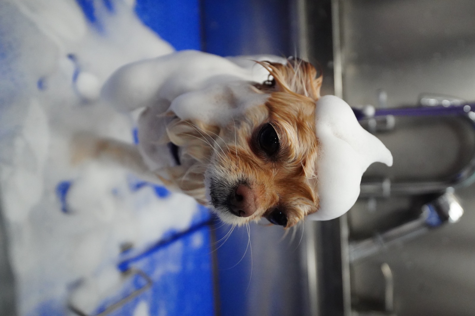 Chihuahua with a crown of foam during a bath inside the El Pet Wash mobile grooming van