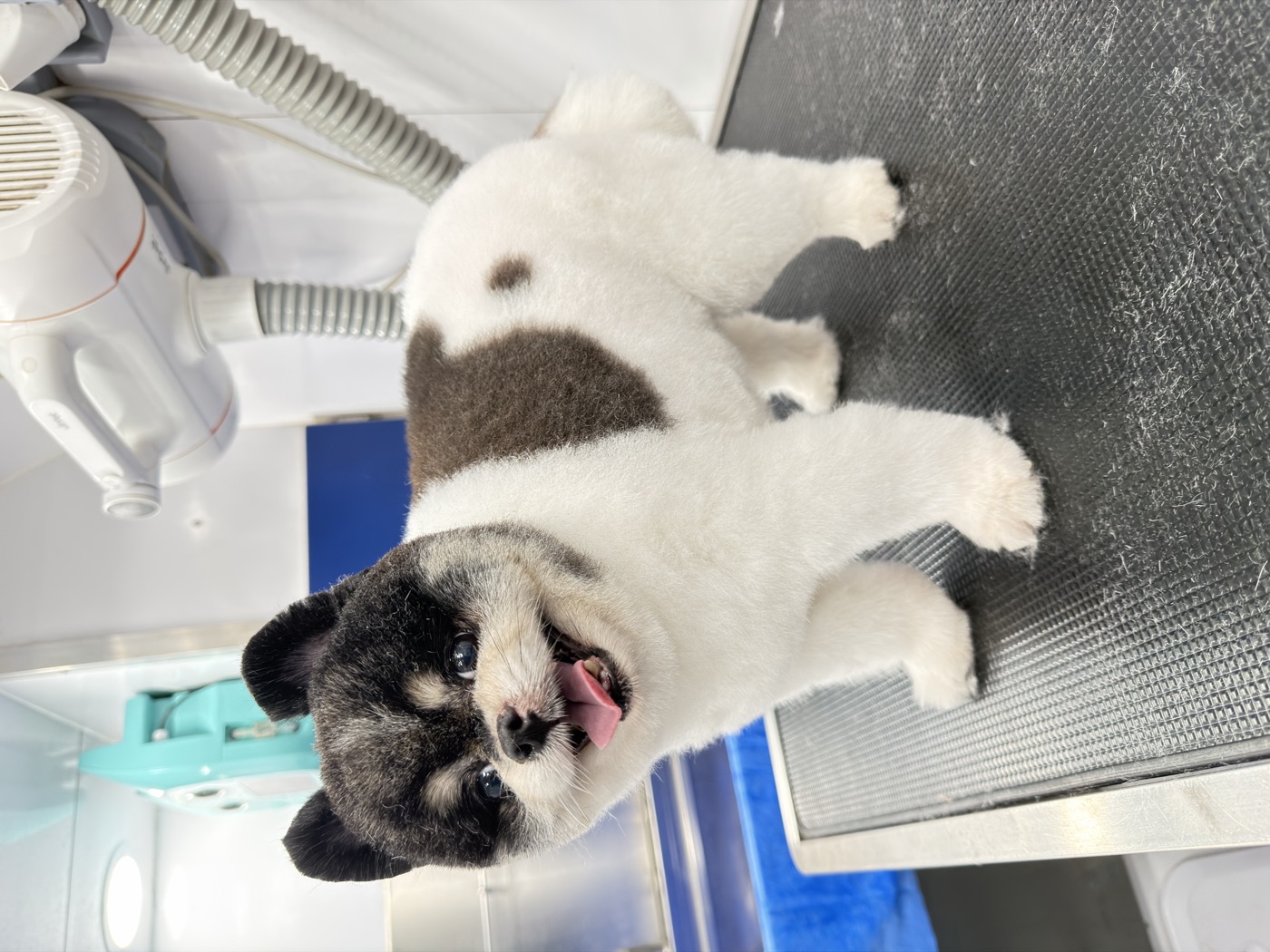 Freshly groomed Pomeranian on the grooming table inside the El Pet Wash van, with the Jirpet dryer behind
